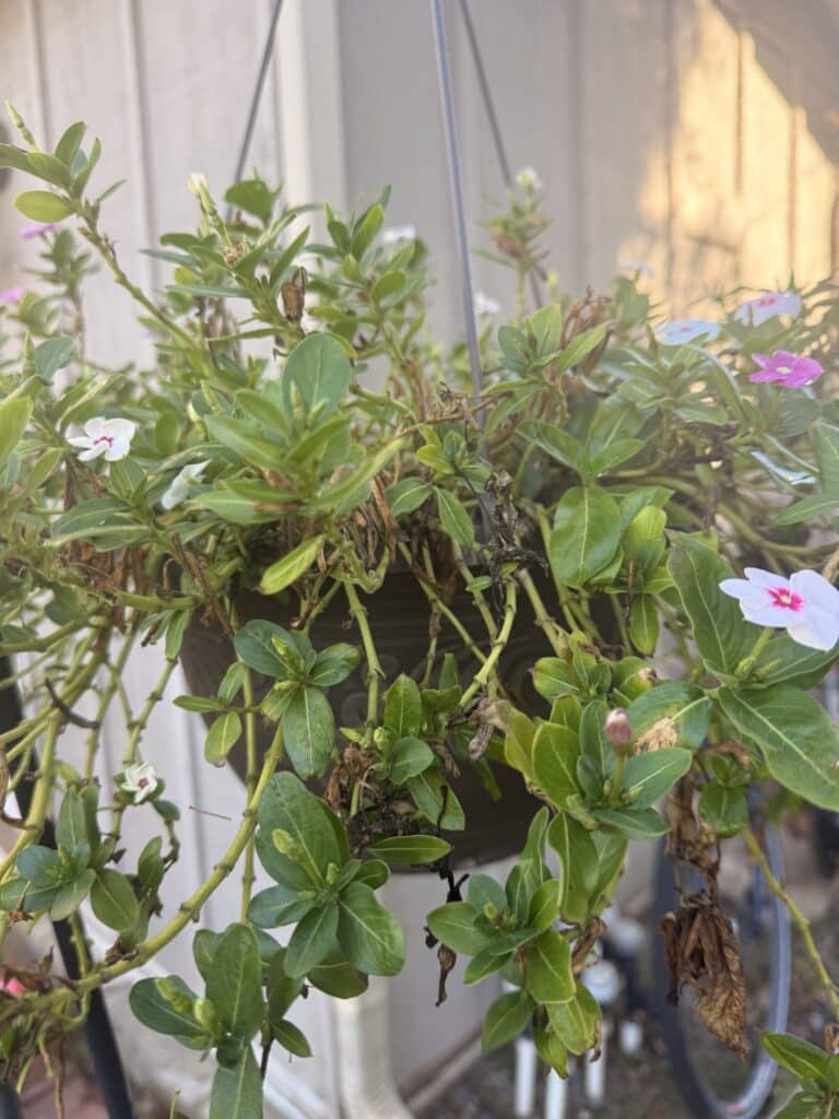 Plant good